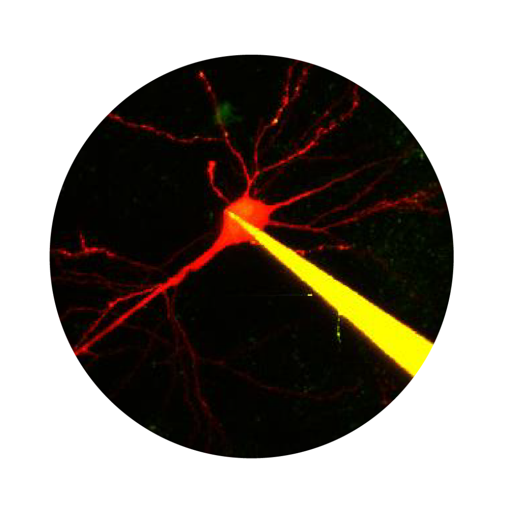 Data acquisition with electrophysiology to study the neural network activity