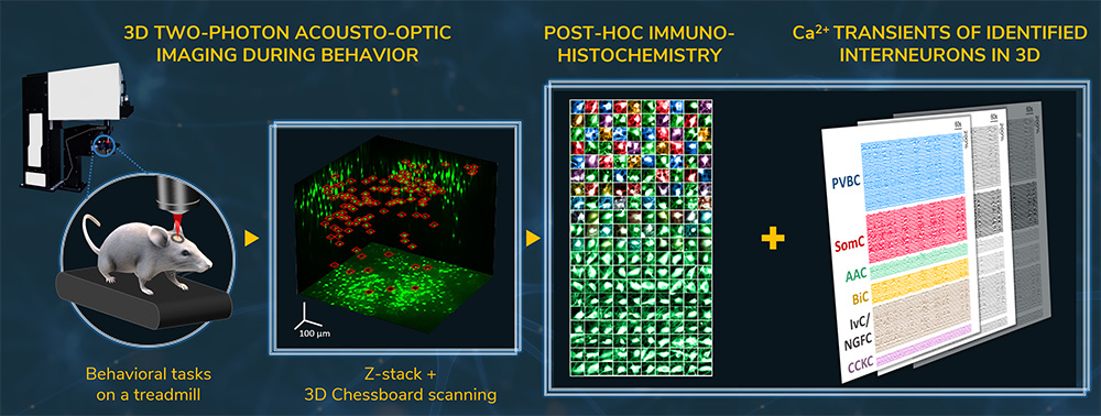 studying neural network by two-photon microscopy imaging and immunohistochemistry