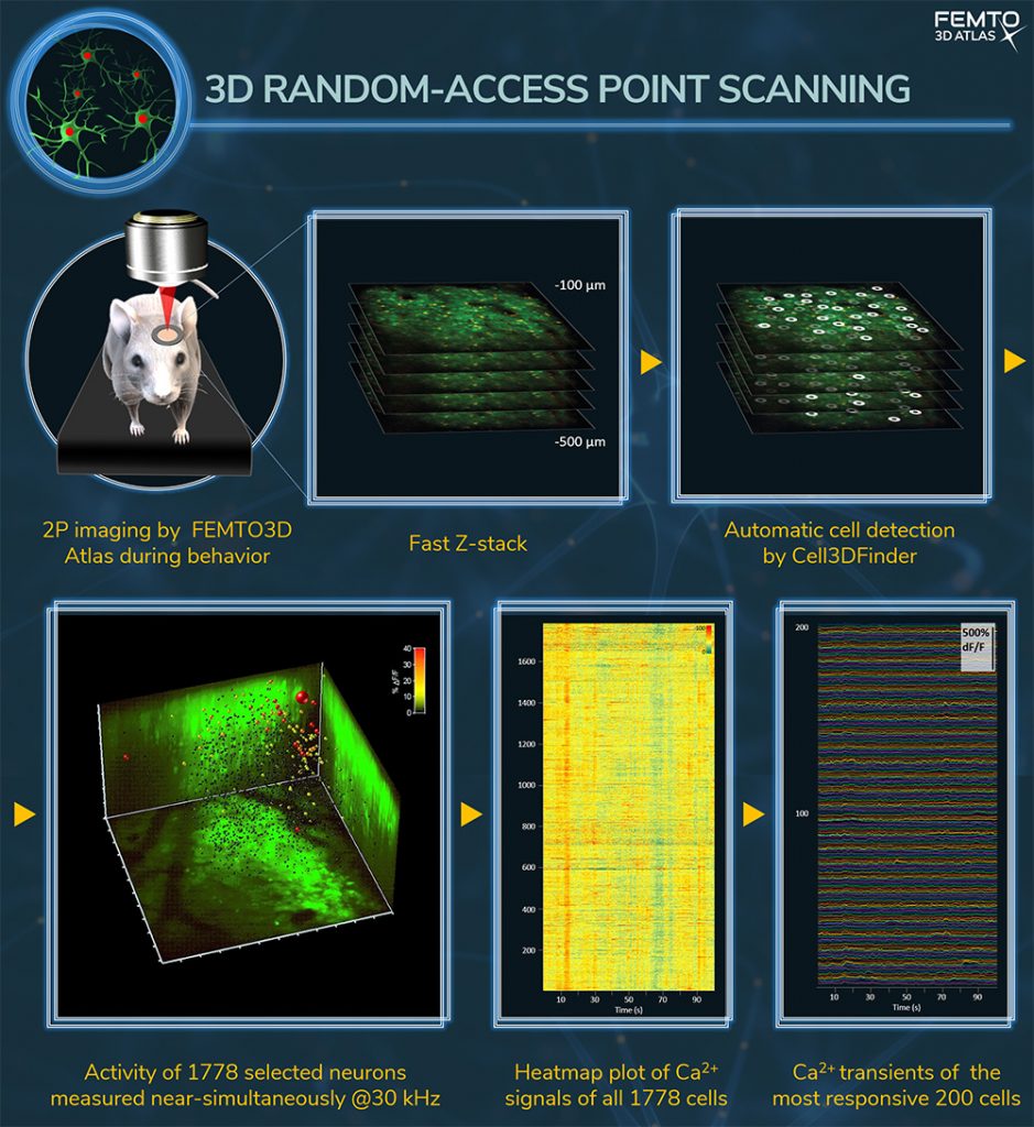 Femtonics - Femtonics Applications: Discover new ways of neural network ...