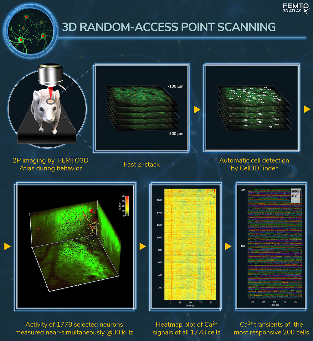 studying neural network with 3D random-access point scanning