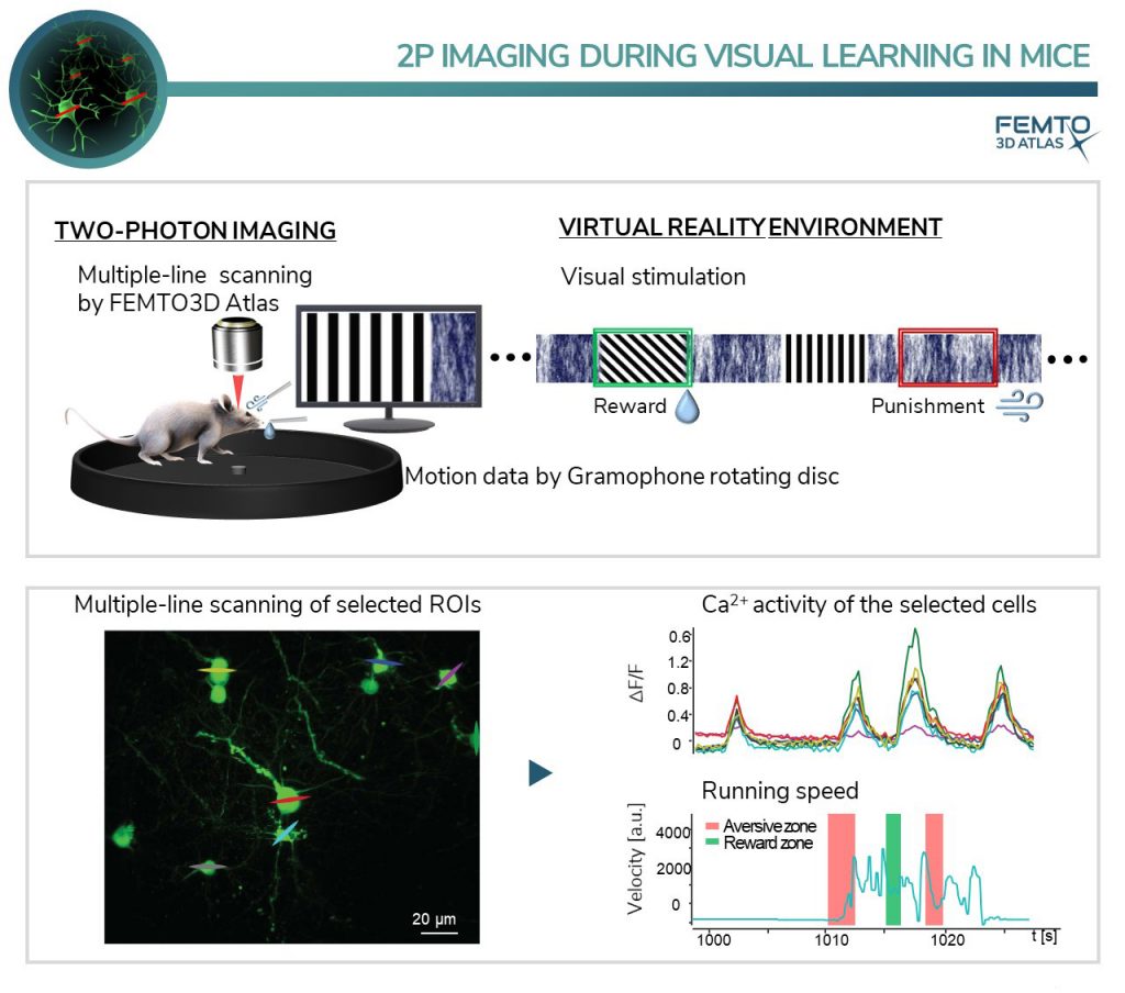 Femtonics - Femtonics Applications: Discover New Ways Of Neural Network ...