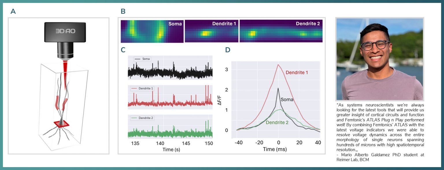 Femtonics - Femtonics Applications: Discover New Ways Of Neural Network ...