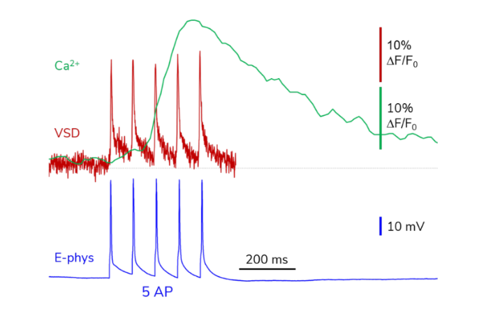 2023 Voltage Imaging