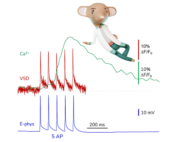 2023 Voltage Imaging